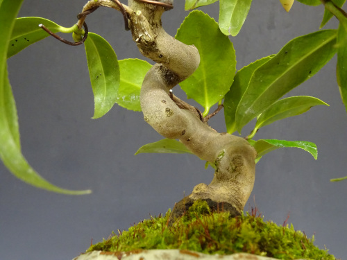 �إ����ͥ��