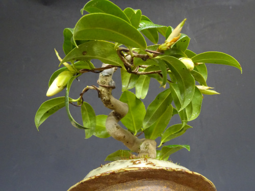 �إ����ͥ��