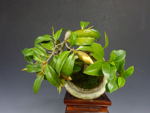 �إ����ͥ��