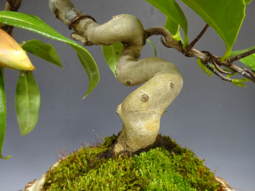 �إ����ͥ��