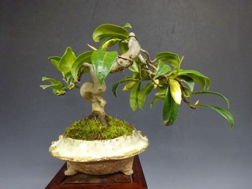 �إ����ͥ��