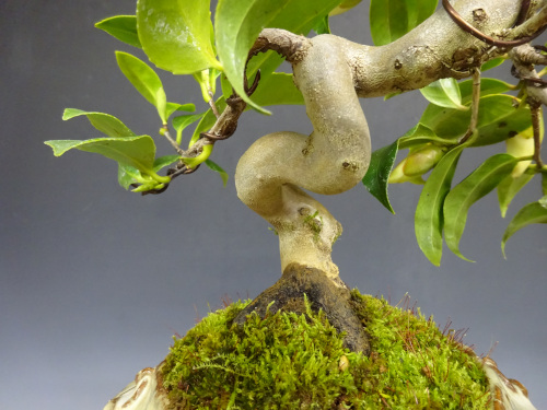 �إ����ͥ��