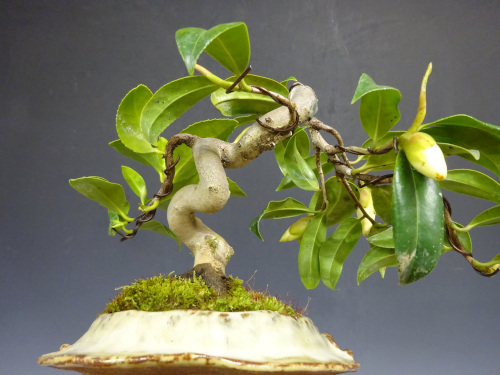 �إ����ͥ��