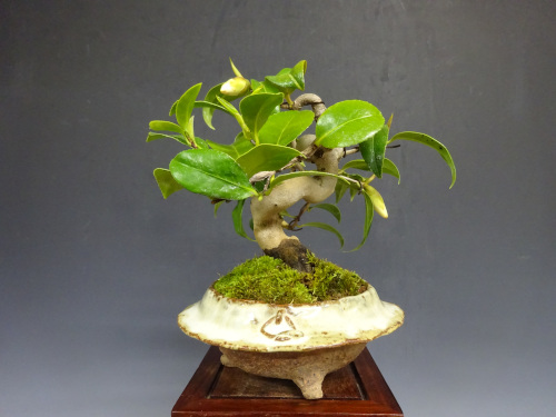 �إ����ͥ��