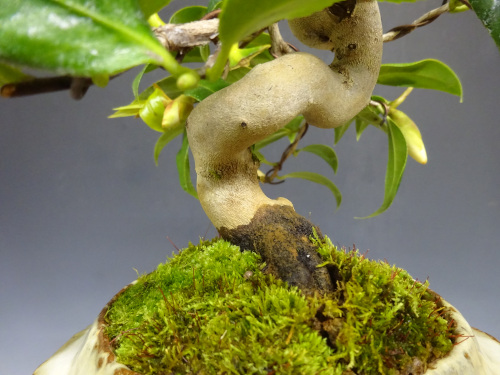 �إ����ͥ��