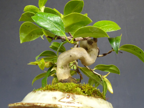 �إ����ͥ��