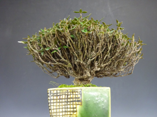 �����󥫥���