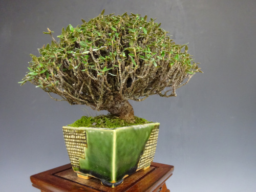 �����󥫥���