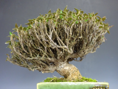 �����󥫥���