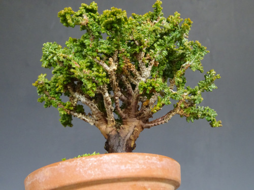 ���å��ҥΥ�