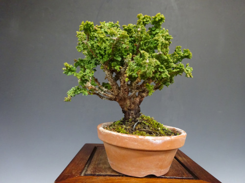 ���å��ҥΥ�