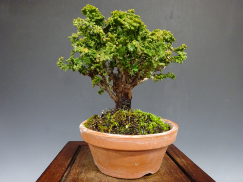 ���å��ҥΥ�