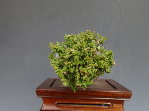 ���å��ҥΥ�