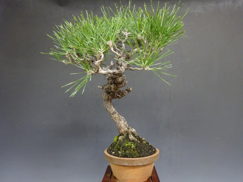 �����ޥ�