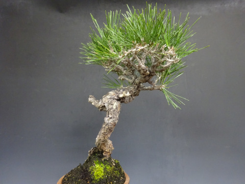 �����ޥ�