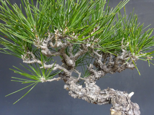 �����ޥ�