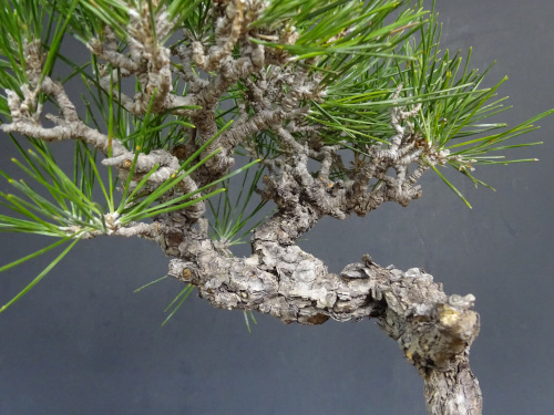 �����ޥ�