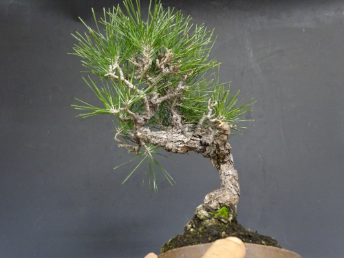 �����ޥ�