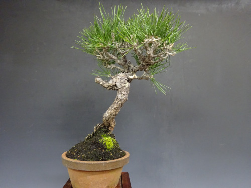 �����ޥ�