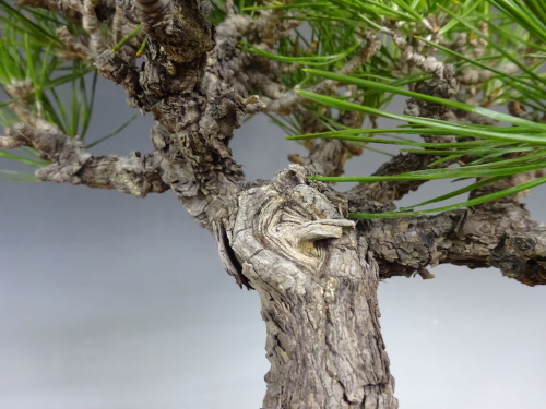 �����ޥ�