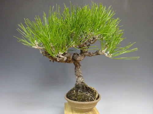 �����ޥ�