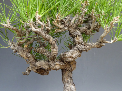 �����ޥ�