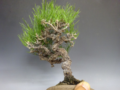 �����ޥ�