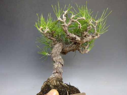 �����ޥ�