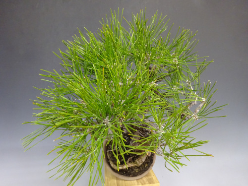 �����ޥ�