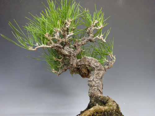 �����ޥ�