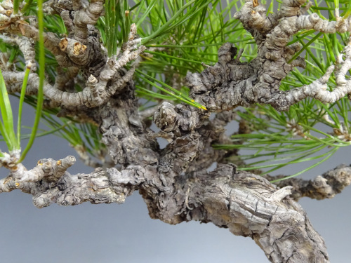 �����ޥ�