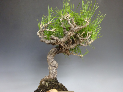 �����ޥ�