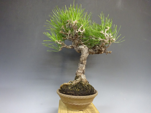 �����ޥ�