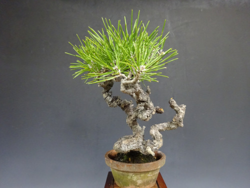 �����ޥ�