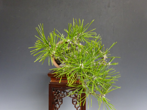 �����ޥ�