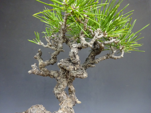 �����ޥ�