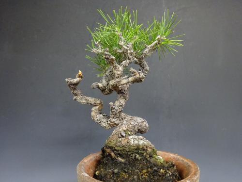 �����ޥ�